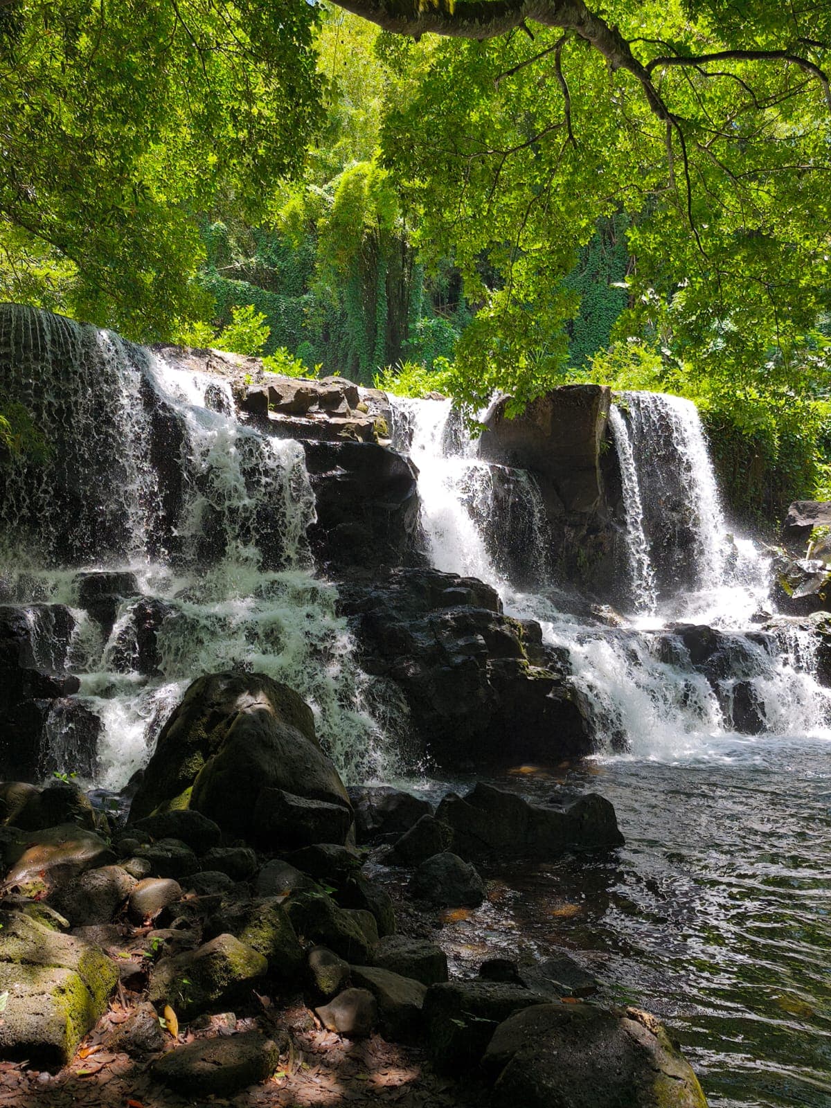 Cascade s'écoulant sur des rochers noirs au cœur d'une forêt tropicale dense et ensoleillée.
