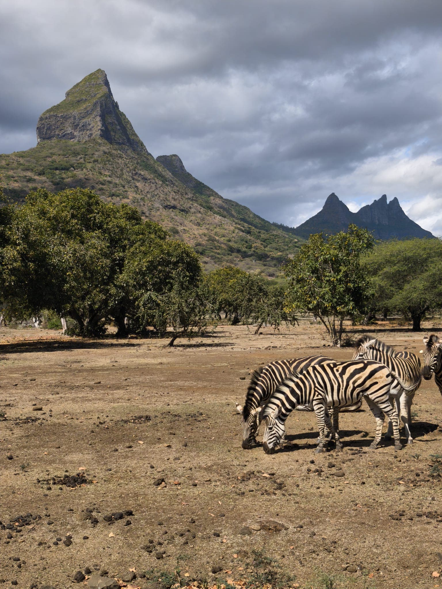 Zèbres paissant dans une plaine aride devant des montagnes escarpées sous un ciel couvert.